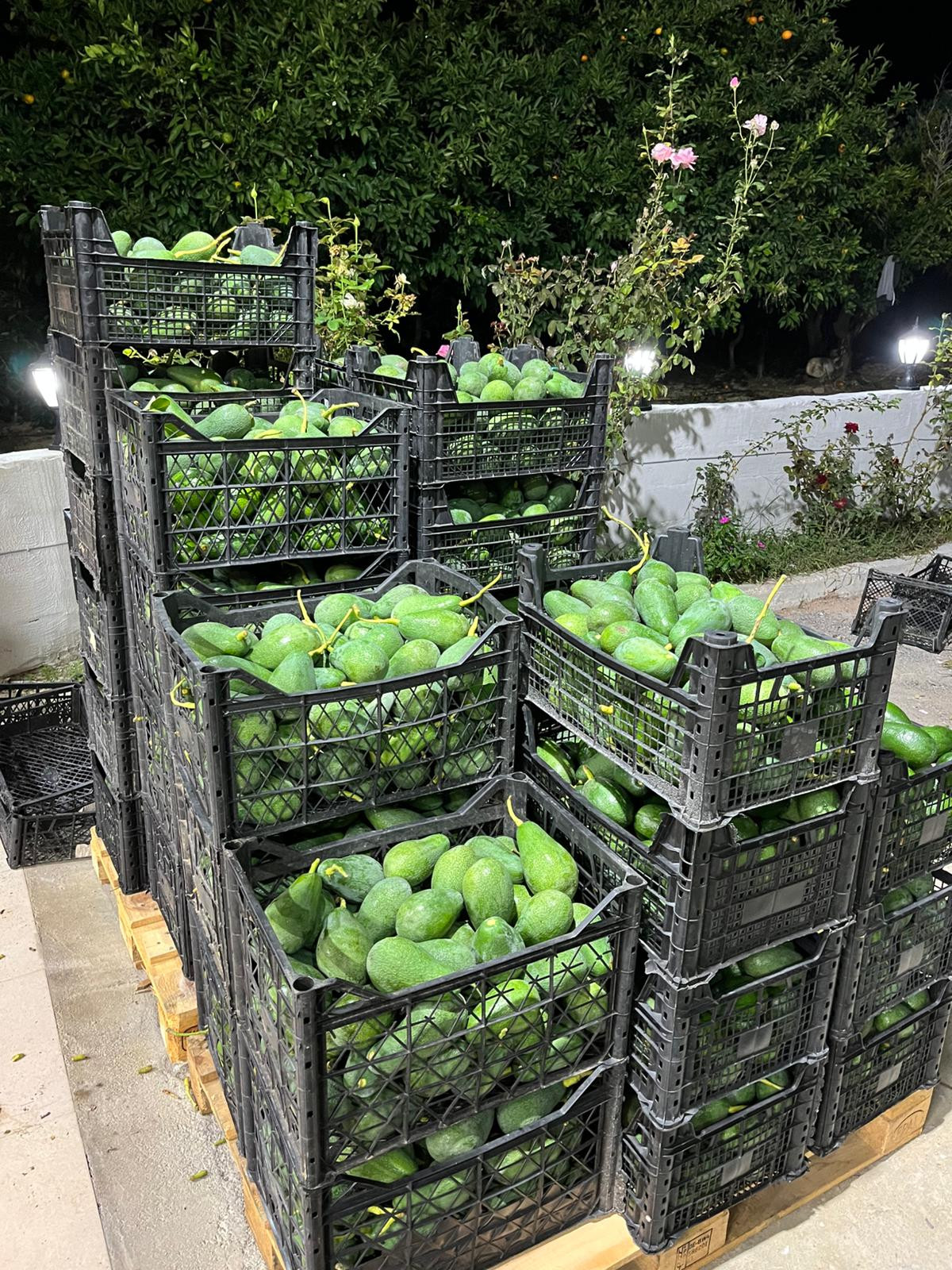 CLİFTON AVOKADO                 (10 ADET) görsel 5