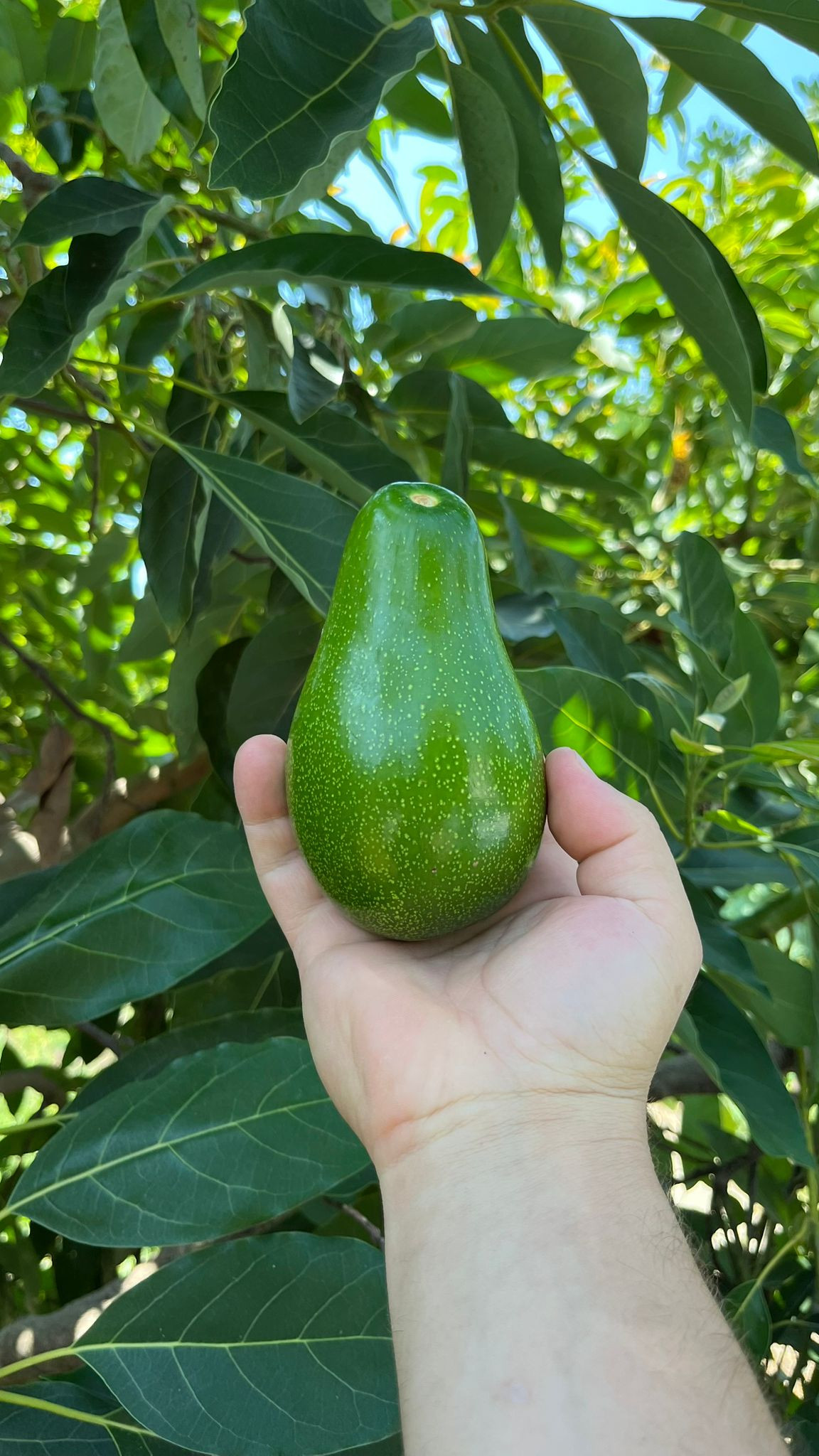 CLİFTON AVOKADO (ADET) görsel 3