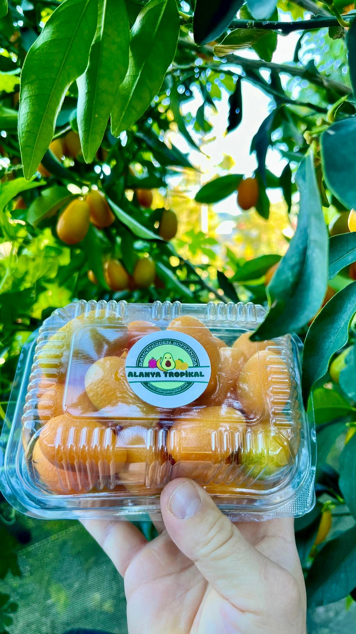 KUMKUAT(500GR) görsel 2