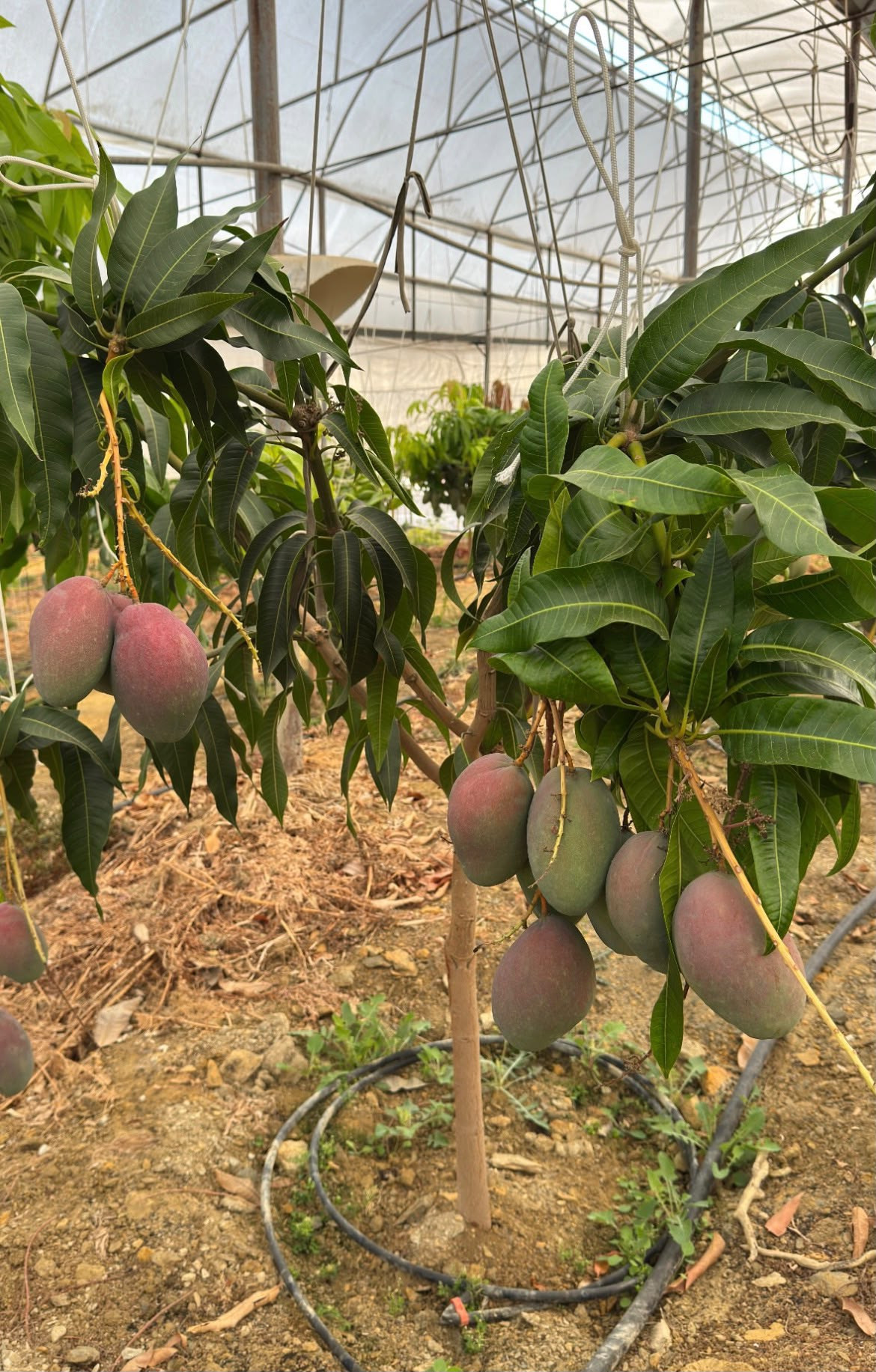 1-KG ALANYA MANGO
