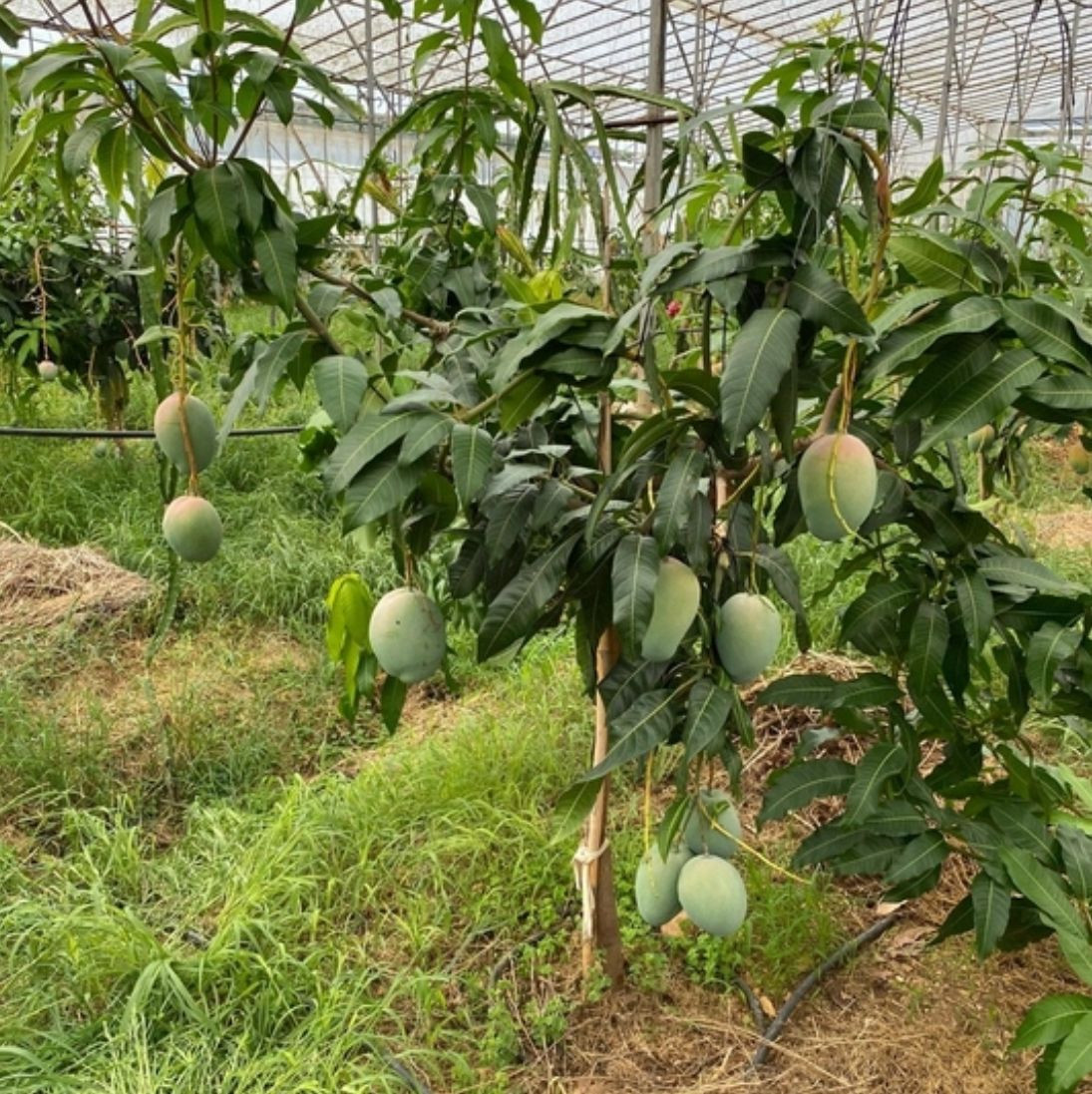 MANGO (ALANYA)350GR ÜZERİ görsel 4